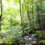 <palign=center> Parc national La Mauricie, sentier Lac-du-Fou